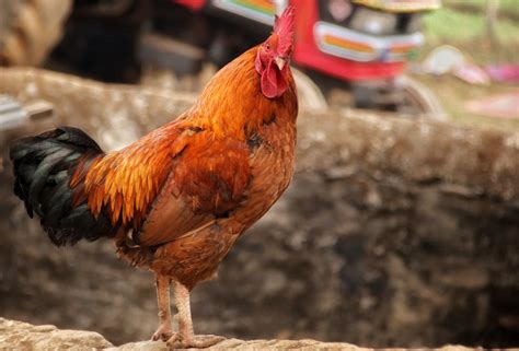 Chicken Little Game GUI Java 的图像结果