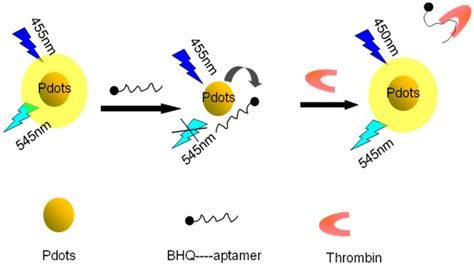 Detection of Thrombin Based on Fluorescence Energy Transfer between ...