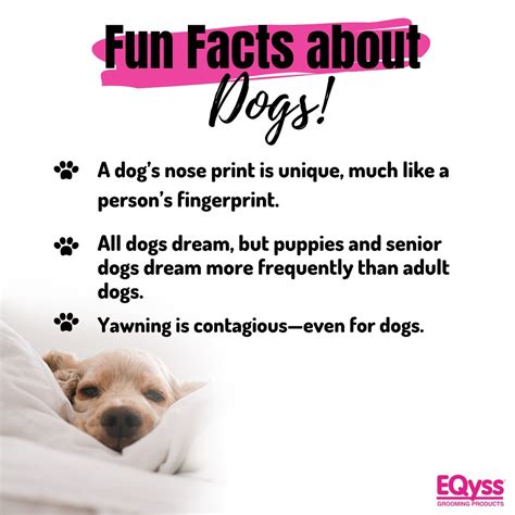 Fun Fact Dog