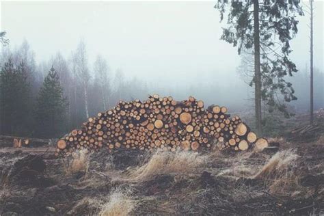 梦见木头 木材_周公解梦梦到木头 木材是什么意思_做梦梦见木头 木材好不好_周公解梦官网