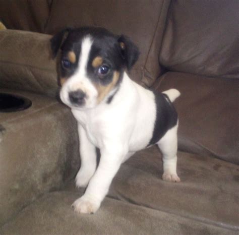 Rat Terrier Puppies For Sale In California