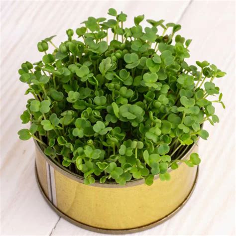 Kale Green Microgreens Seeds | Super Salad Greens | Easy to Grow
