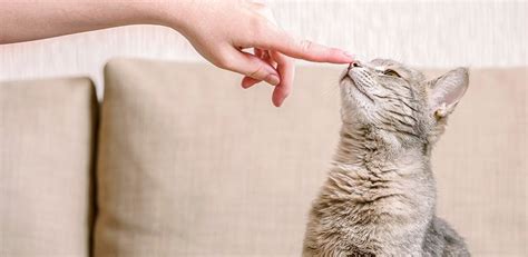 How To Litter Train Your Kitten | Supertails