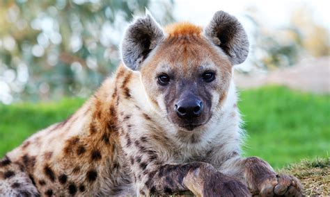 Animals With Spotted Fur