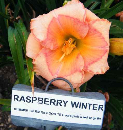 Image result for Winterizing Raspberry Plants