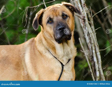 Shepherd Mastiff Shar Pei Mix Dog Portrait Stock Photo - Image of ...
