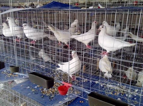 散养鸽子的鸽棚怎样建？_种鸽-肉鸽-天成鸽业养殖基地