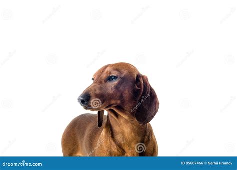 Short Red Dachshund Dog, Hunting Dog, Isolated Over White Background ...