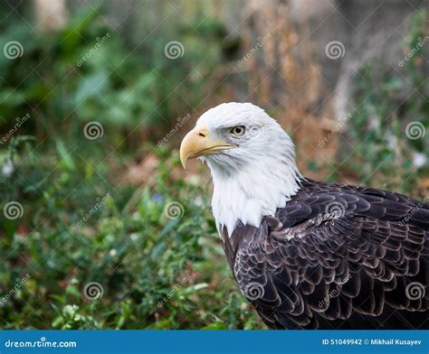 Bald Eagle stock photo. Image of adult, beak, eagle, locations - 51049942