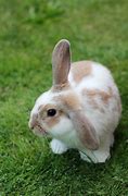 Image result for cute brown baby bunny videos