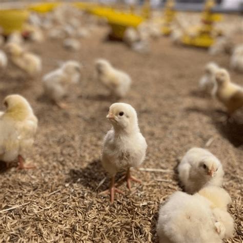 Image result for Brooder House Types