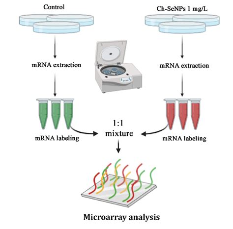Image result for Transcriptome Analysis