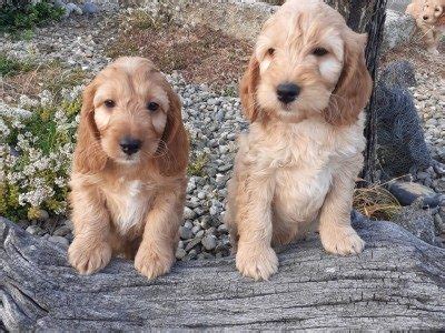 Image result for Cockapoo for Sale Cork