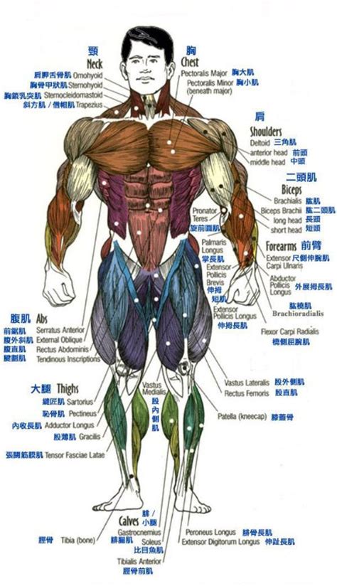 人体全身肌肉解剖模型 - 搜狗百科