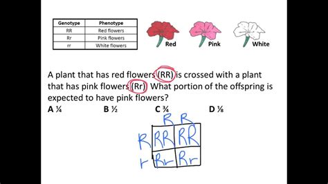 Codominance Practice Problems 的图像结果
