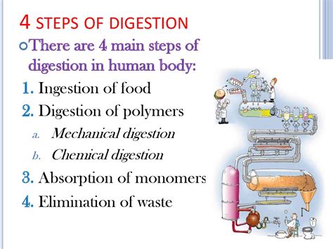 Digestive System Process Step by Step 的图像结果