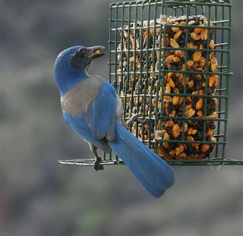 Suet for Birds: A Winter Superfood That Brings Your Backyard to Life - birdingnow.com