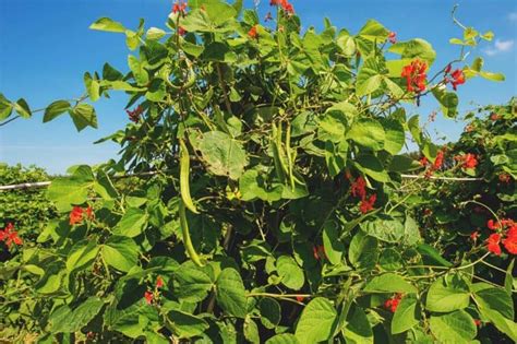 Image result for Falling Runner Beans