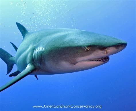 Lemon Shark Wallpaper at Jennifer Lyman blog