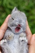 Image result for Cute Baby Rabbit Images