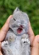 Image result for Pictures of Baby Rabbits in the Ground