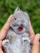 Image result for Beautiful Baby Rabbits