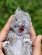 Image result for Baby Bunny Rabbit