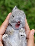 Image result for The Cutest Animal Bunnies