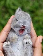 Image result for Wild Baby Bunny Plush