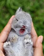 Image result for Orphan Baby Rabbits