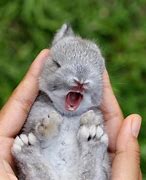 Image result for Furry Cute Baby Bunny