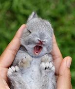 Image result for Very Cute Wild Baby Bunnies