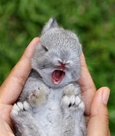 Image result for Cute Baby Teacup Bunnies