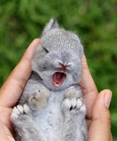 Image result for Caring for Wild Baby Rabbits