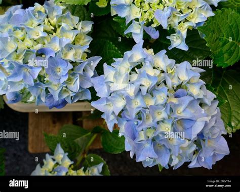 Blue Bigleaf Hydrangea Bushes H. Macrophylls Stock Photo - Alamy