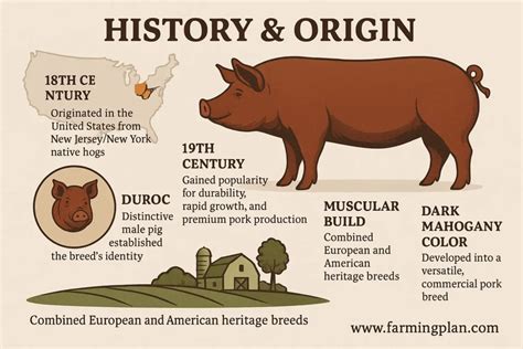 Duroc Pig: A Rare Breed Of Domestic Pigs | Farming Plan