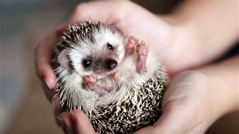 Thinking about getting a pet Hedgehog?