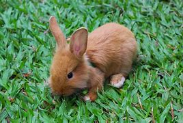 Image result for Rabbit of White and Brown Background