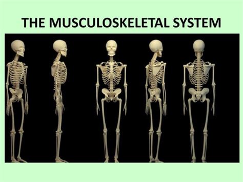 Image result for Skeletal Structural System