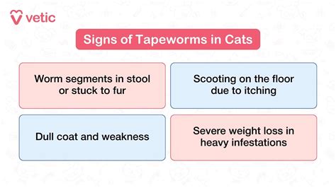 Tapeworms in Cats: Symptoms, Causes, Treatment & Prevention