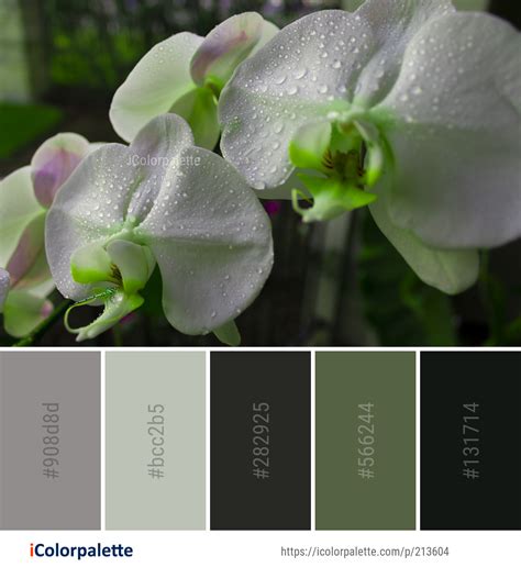 FlowerColor 的图像结果