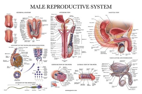Male Reproductive System – Anatomy Posters