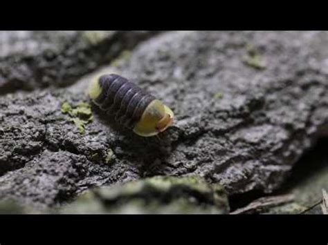 sideblog for the siterunner of bogleech.com, Please look at this species of roly poly isopod...