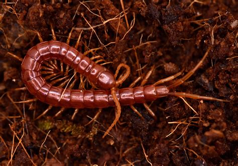 House Centipede Bite Dangerous What Is The Difference Between A
