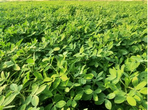 NSC Groundnut G2-52 TL PODS-20 KG