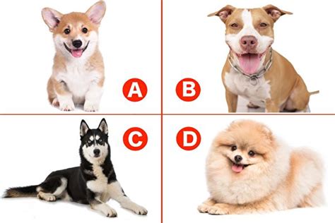 小测试：选你最喜欢的狗狗 看到你内心最深处 | 心理测试 | 选狗狗看个性 | 哈士奇 | 大纪元