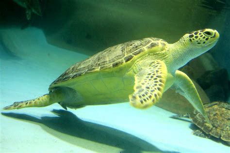 水中大海龟高清图片下载_红动中国
