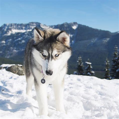 Siberian husky Ripley with color Wolf Grey - My Interests