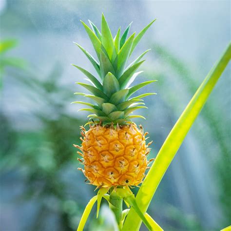 Pineapple Plant Care and Growing Guide | Plantcarefully