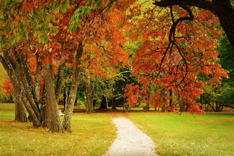 Colorful Fall Scenery Autumn Forest Photo Background And Picture For Free Download - Pngtree